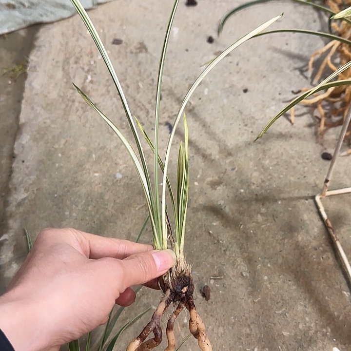 当前无花栽培后可以开花