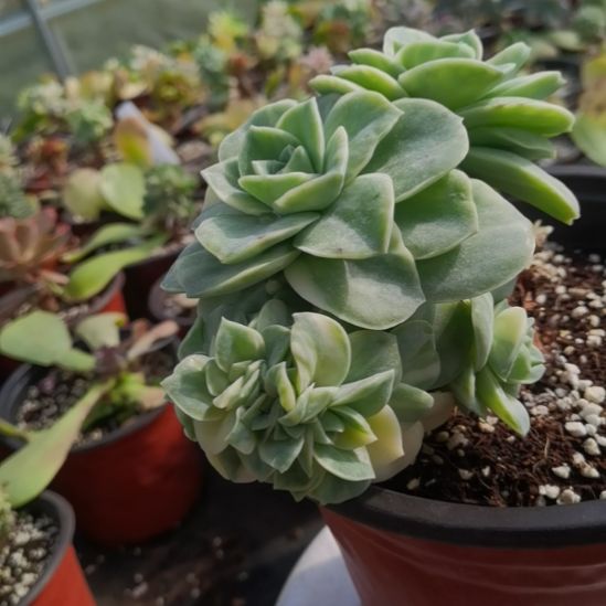 可爱玫瑰白覆轮锦缀化捌下来发