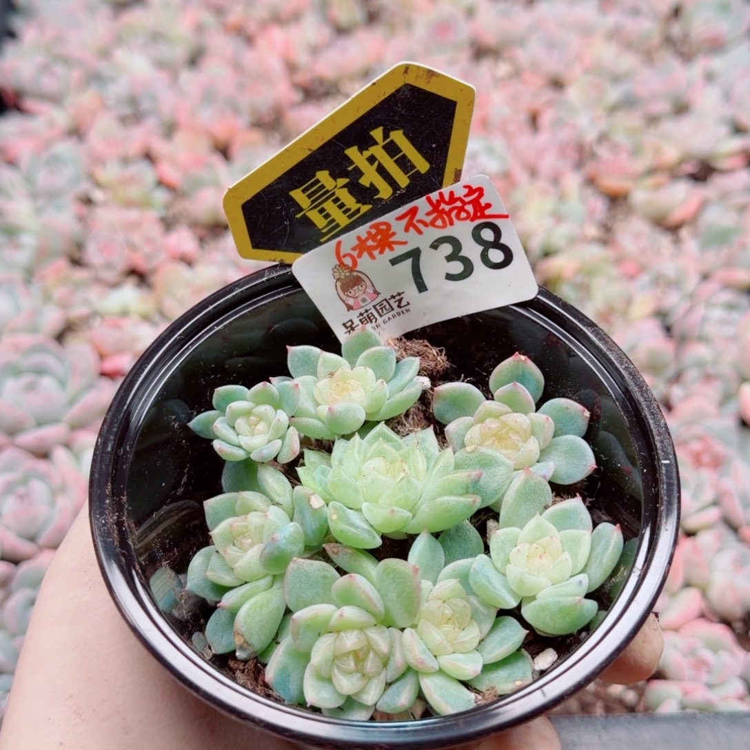 多肉植物多肉植物