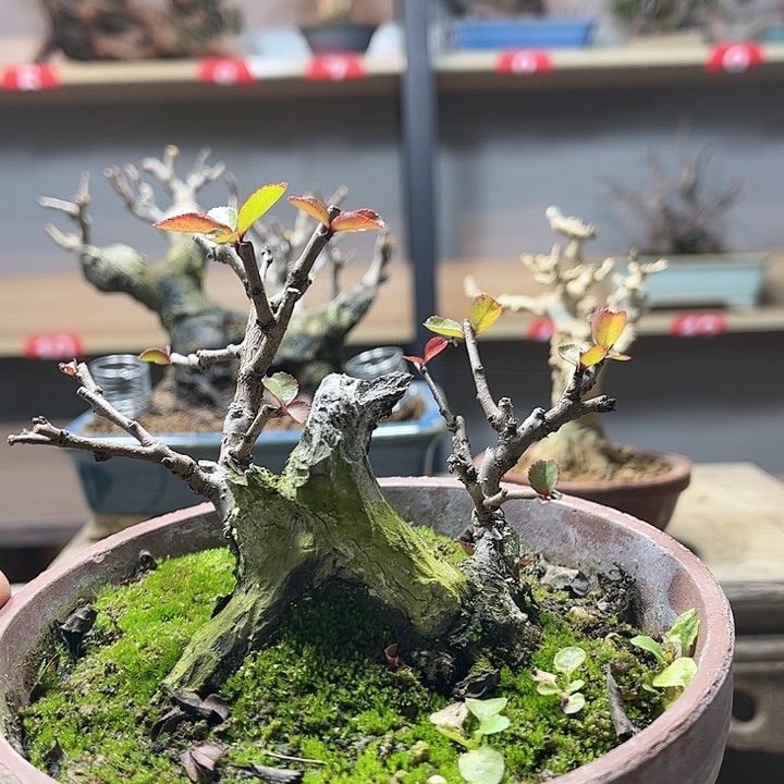 豪***李无花朵十二一重盆景老庄