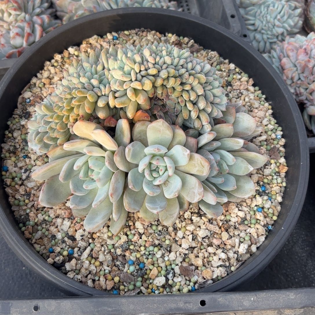 叶插橙梦露缀，2000棵