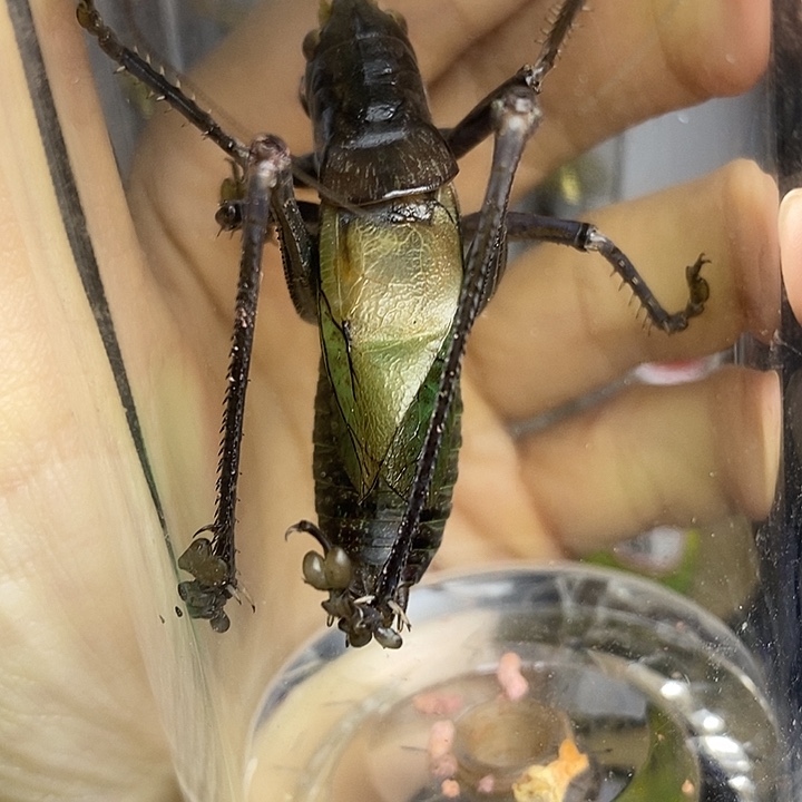 蟋蟀60-155一套断须四爷