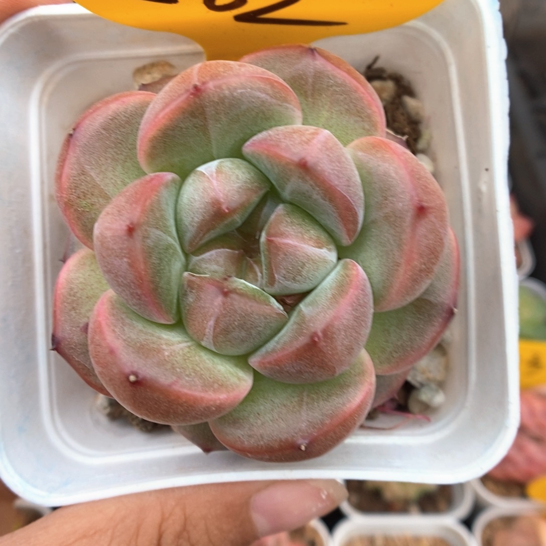 肥圆包珍妮562号。  