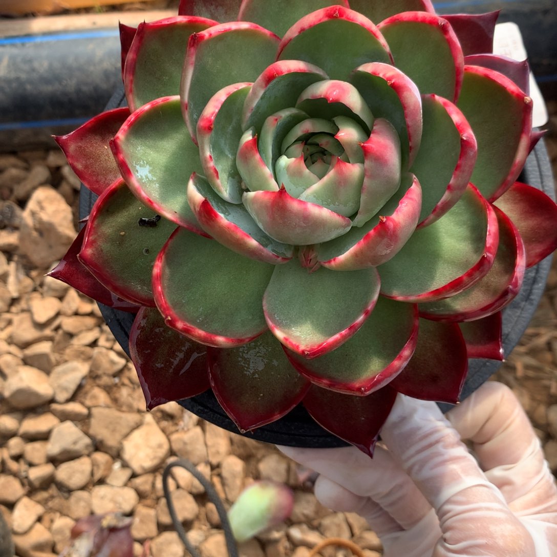 3002一物一拍14厘米