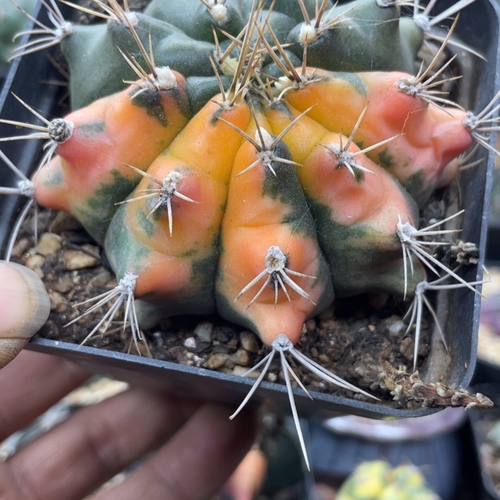 实生菲牡丹锦一颗包邮