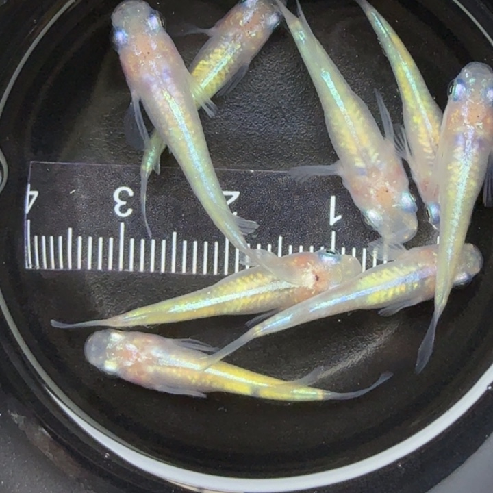 青鳉鱼蛋白石10号