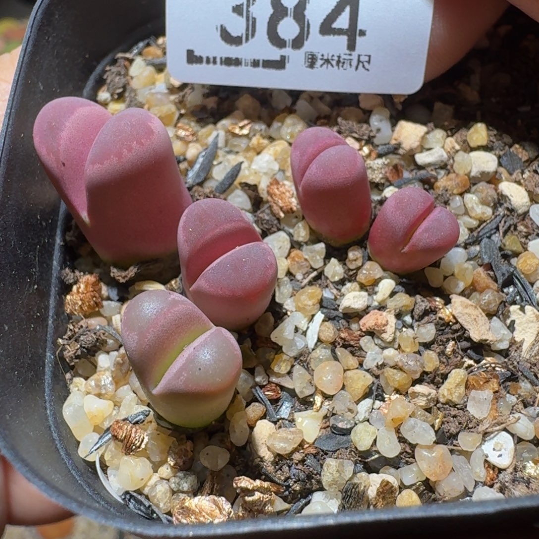 Ssss精品生石花384