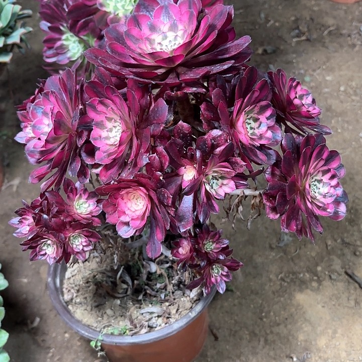 多肉植物红铜白13