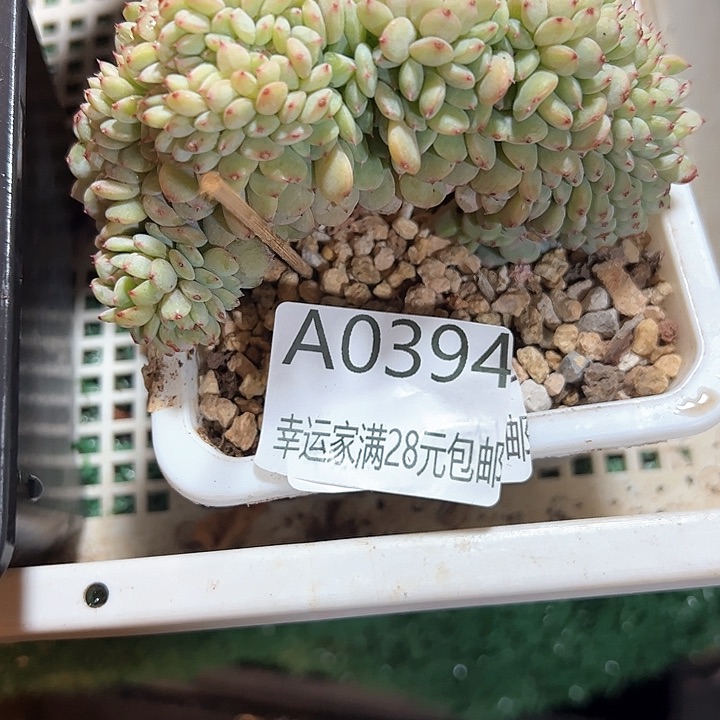 幸运的是我的朋友们