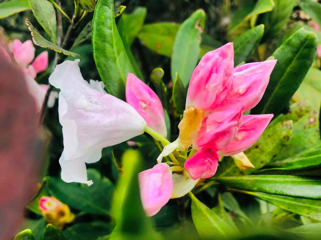 高山杜鹃猴头杜鹃雪山杜鹃花色漂亮叶片常青简单易养