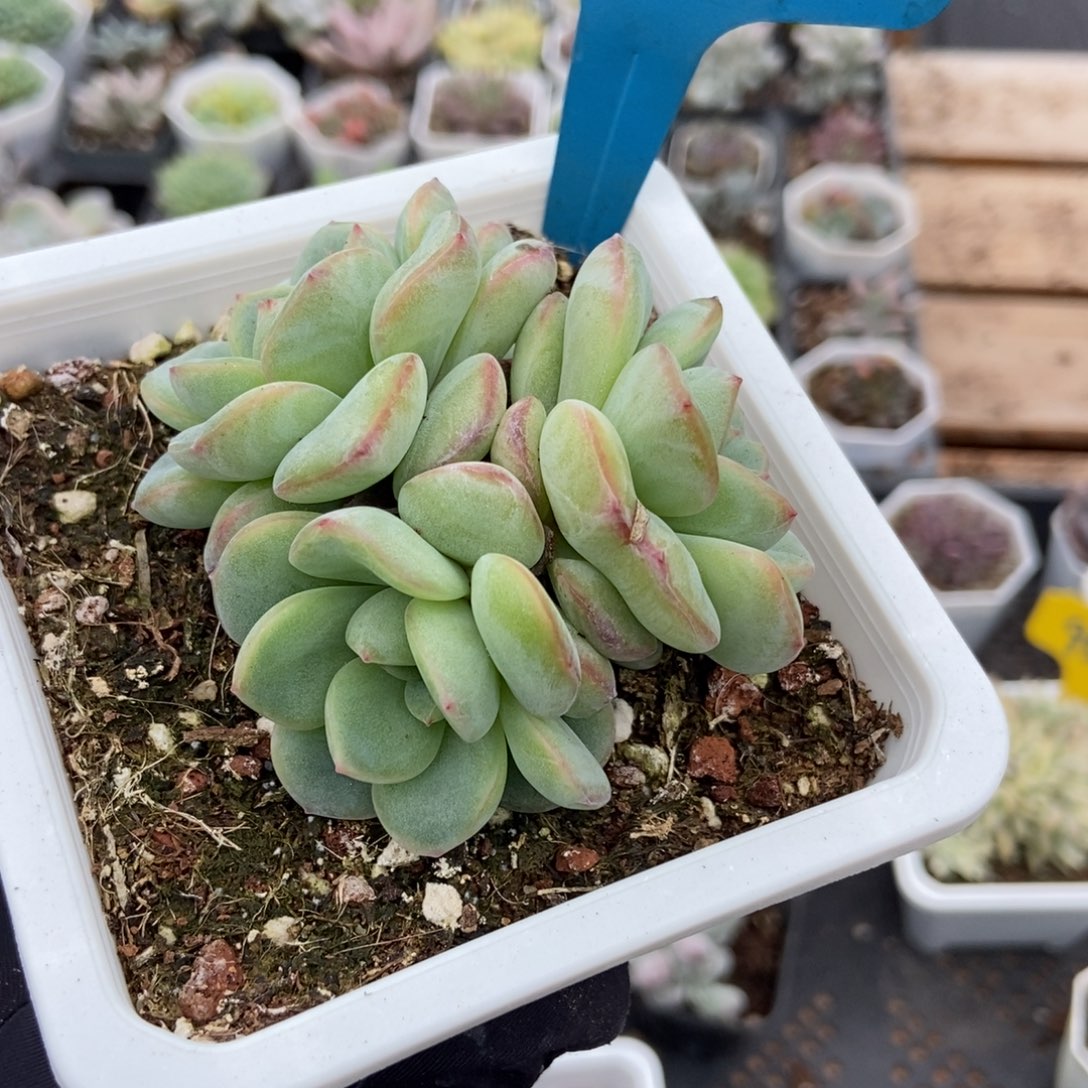 7365泡芙多肉植物