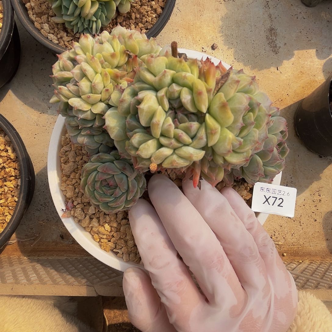 x x x x x x x x x 72