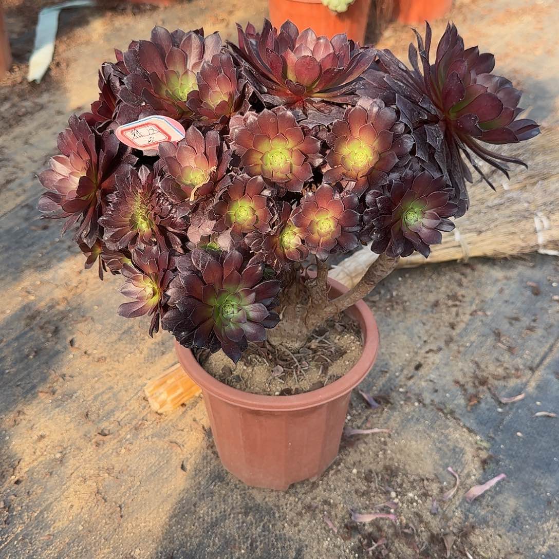 雅***汶铜壶朵朵有伤一颗呀