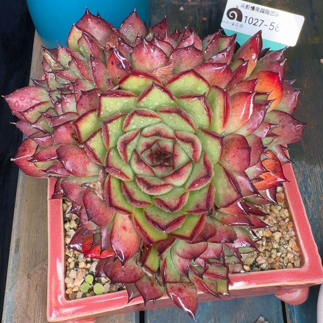 从前慢多肉精选编号1027.58