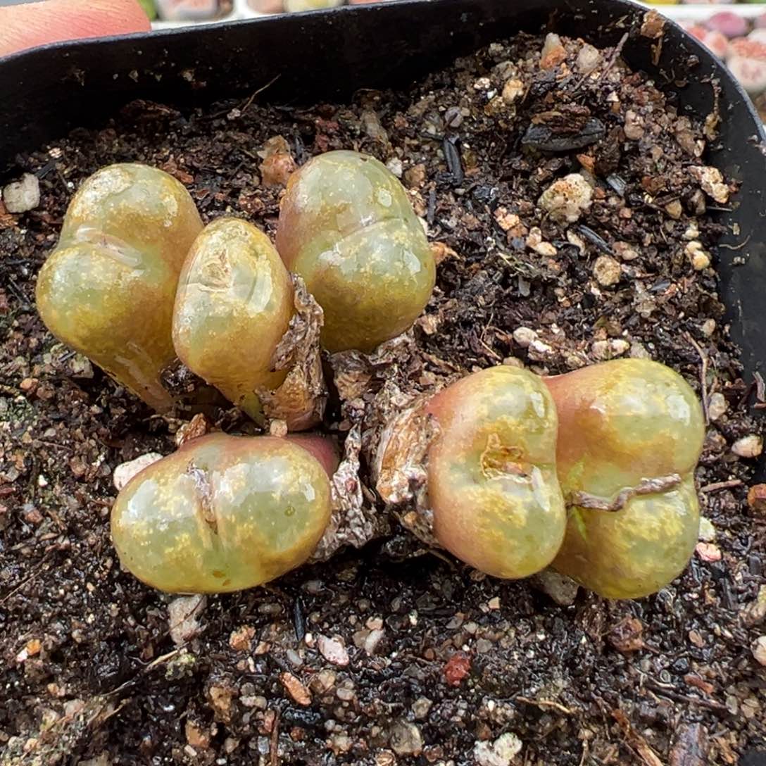 3.4好看的多肉脱土发货725