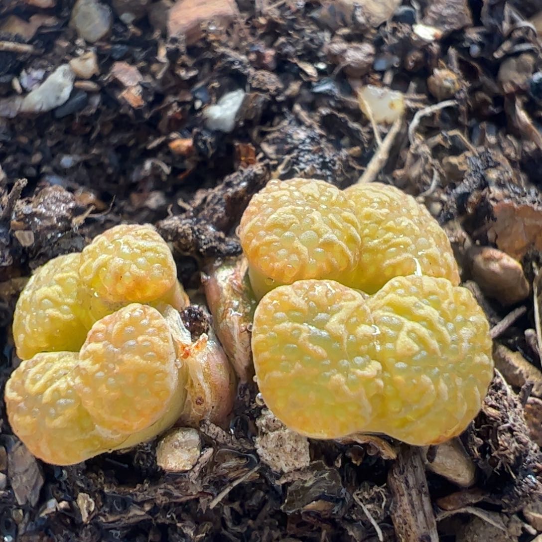 鸟哈尼多肉植物百科