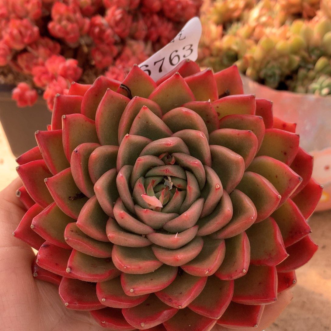 6763杂交多肉植物