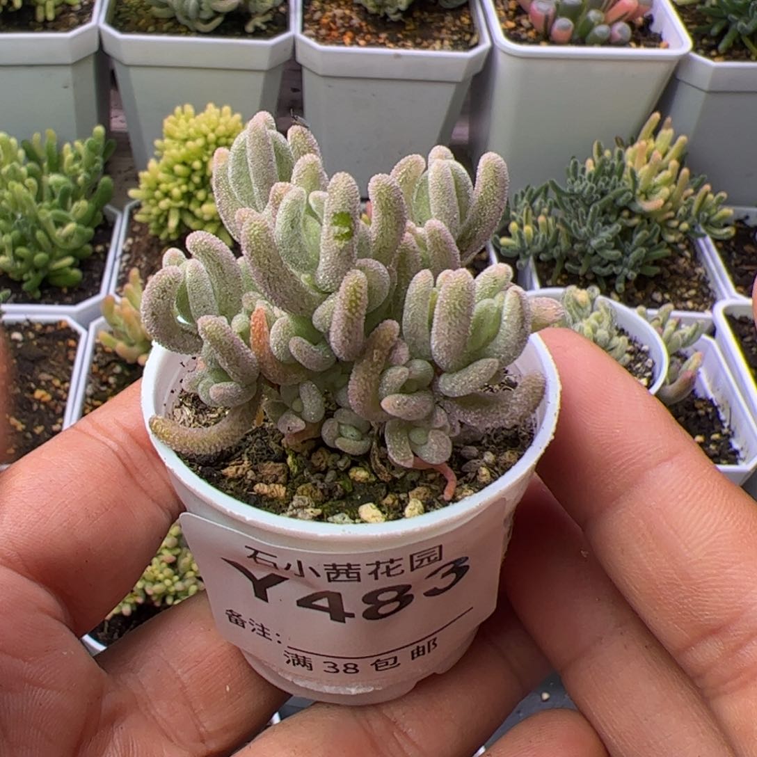～**～多肉植物枝干橙叶白锦