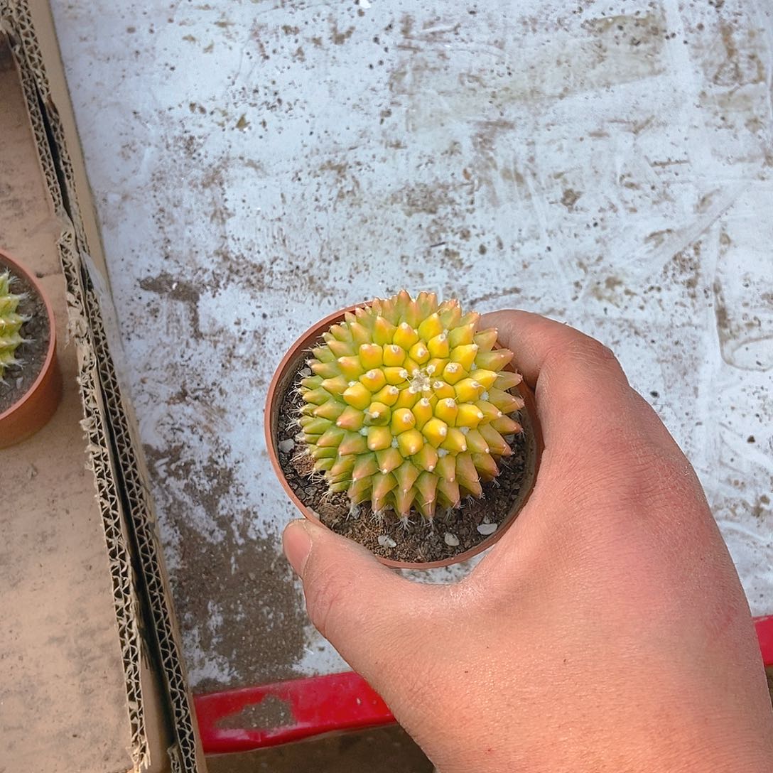 迎春锦一物一拍，