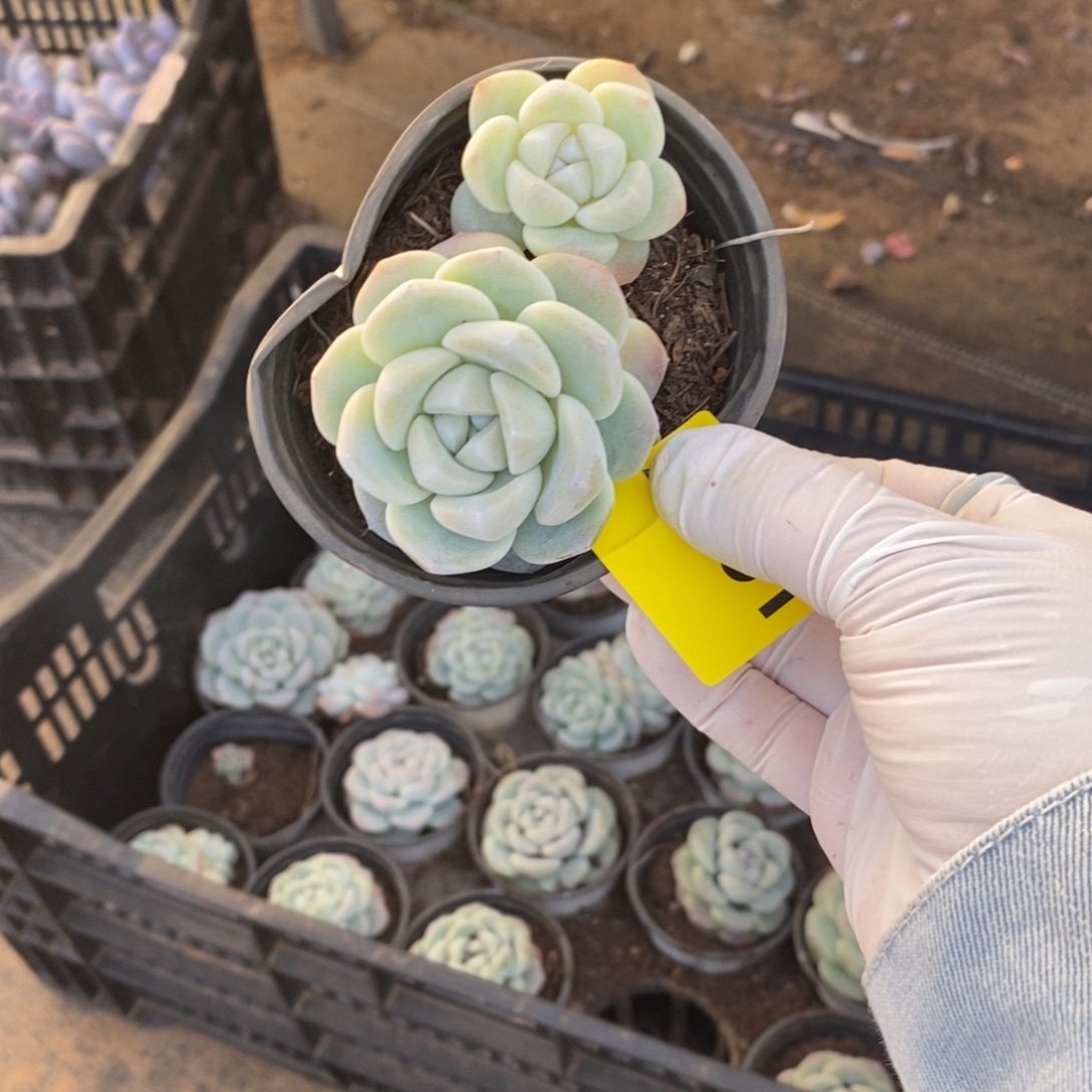 静***351冰玉多头一物一拍