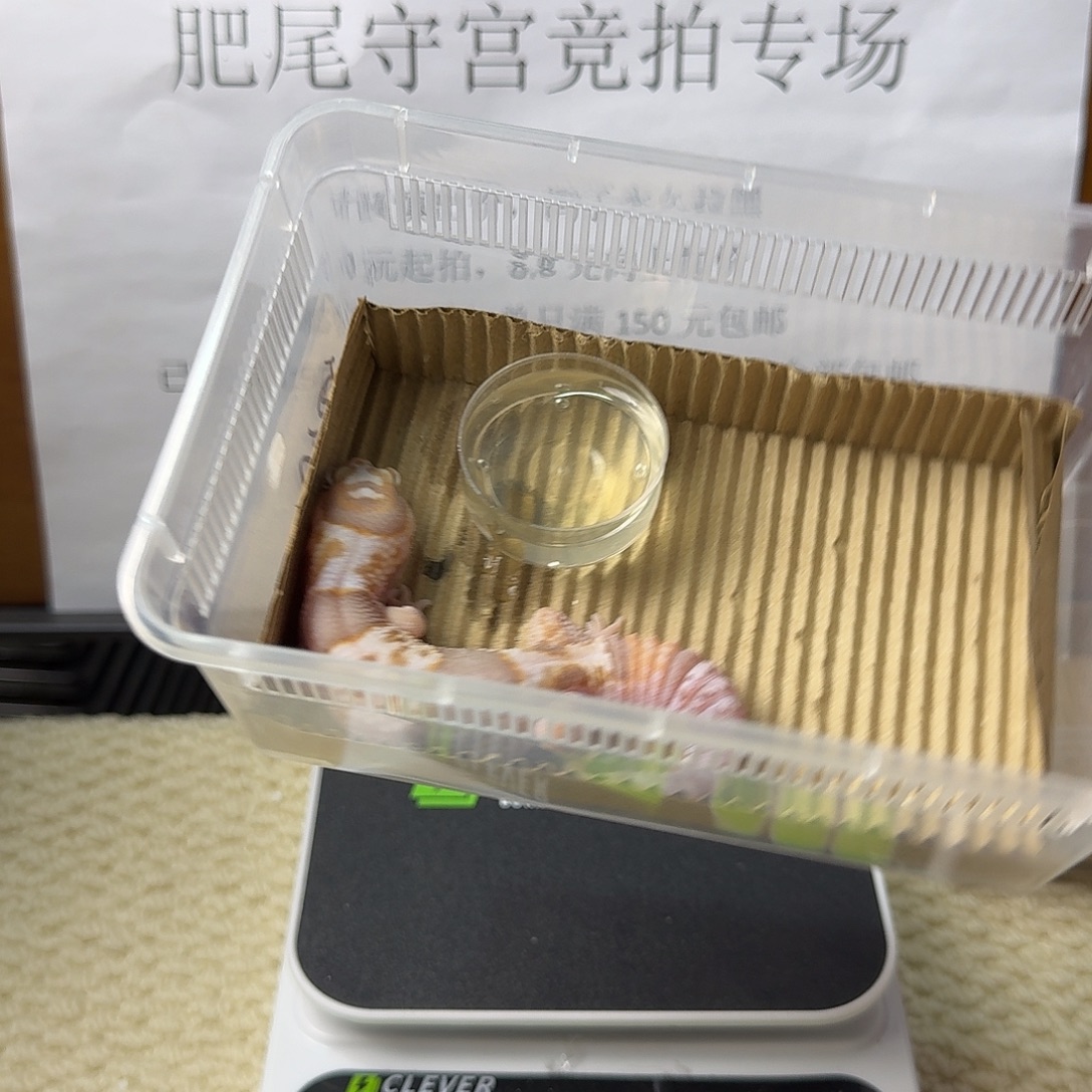 肥尾守宫奶橘 妹妹