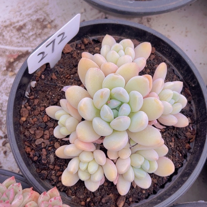 健健康康平平安安