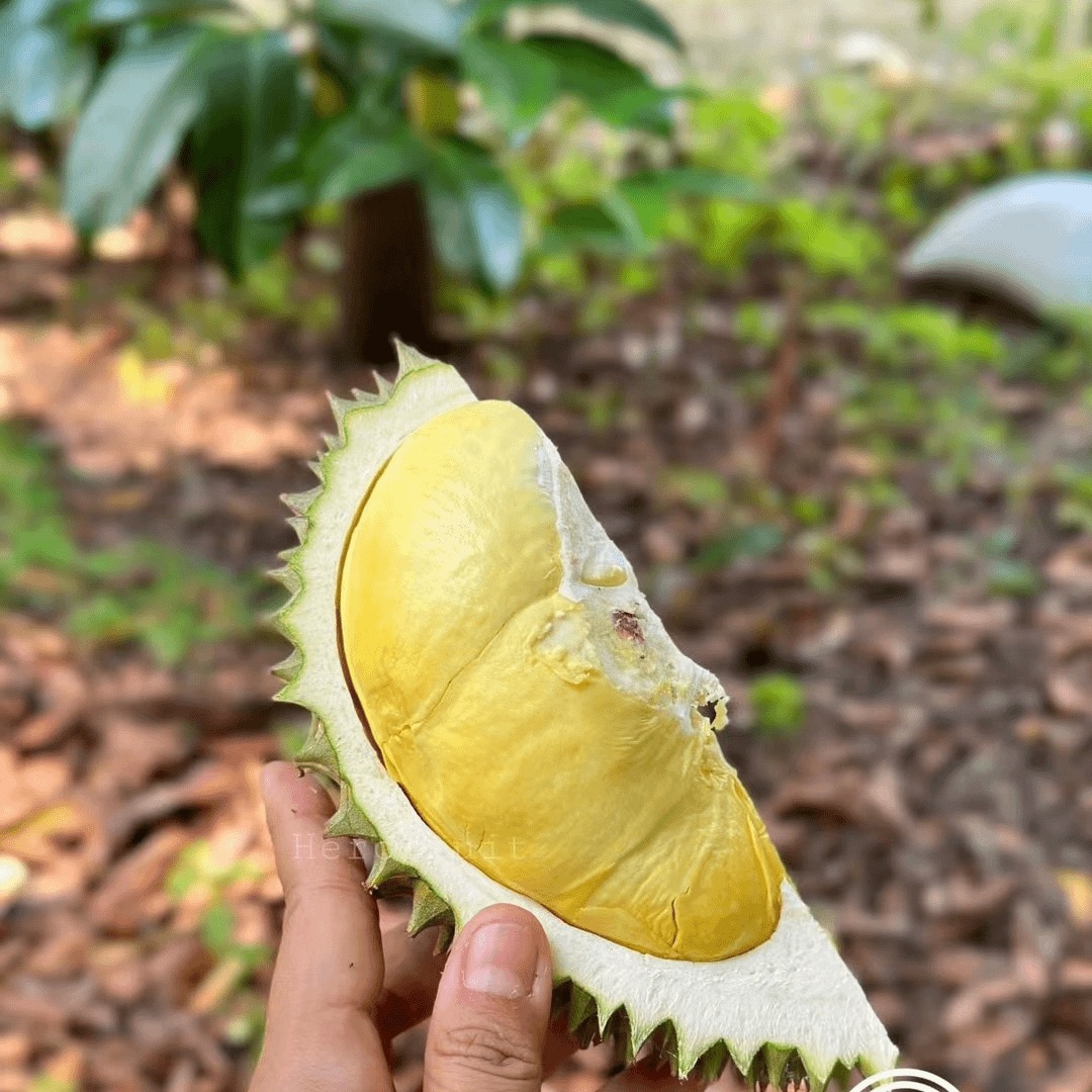 只能长春拍新到液氮榴莲扒肉2-10斤