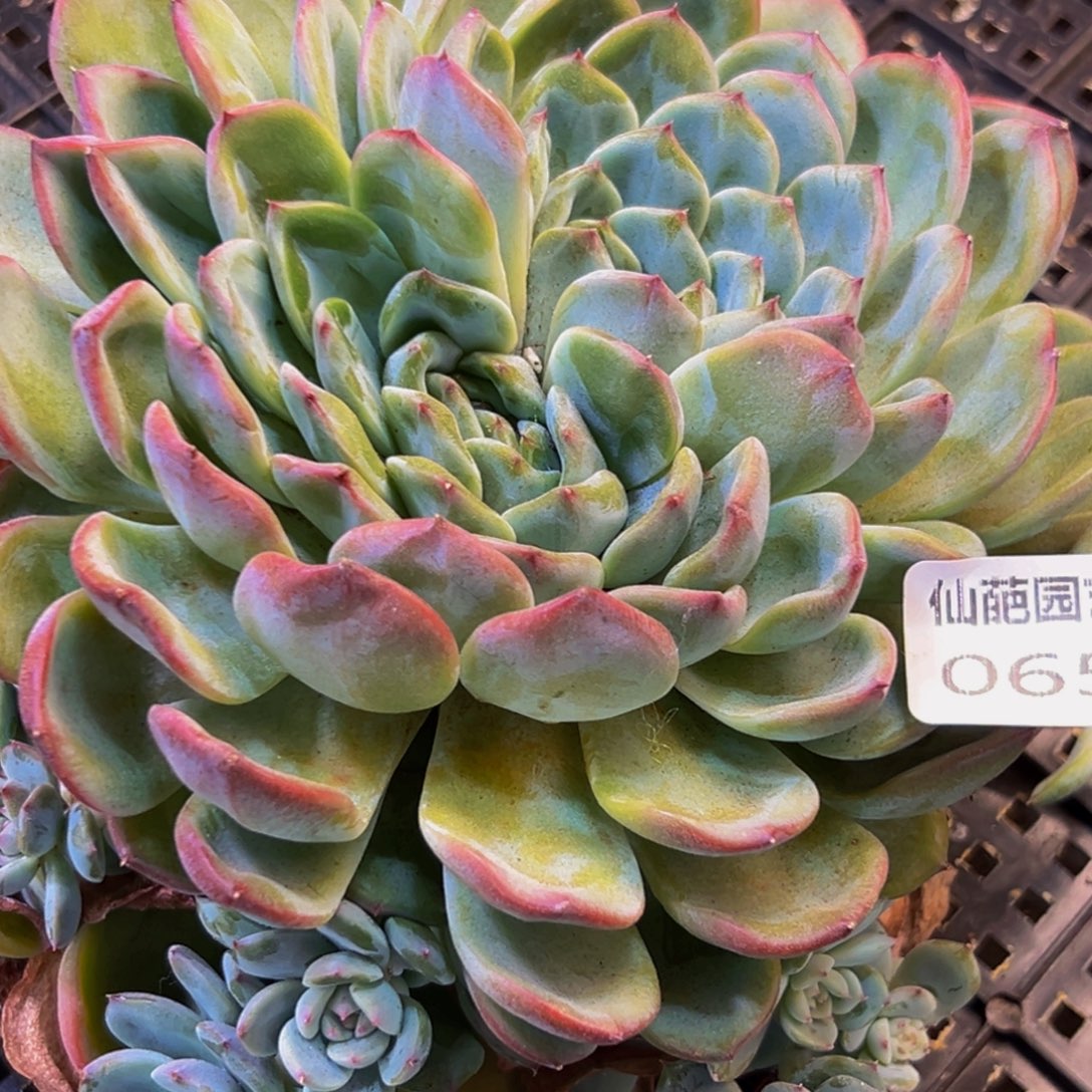 065多肉葡萄呜呜我好