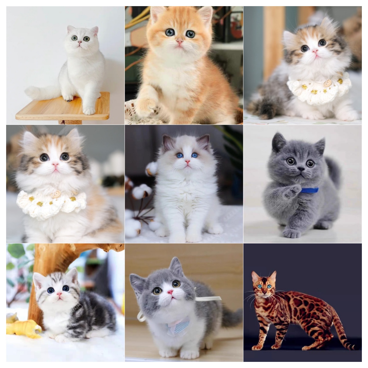 诗熙【猫咪全品种】金渐层猫/ 缅因猫/ 德文猫/  蓝猫/ 布偶猫