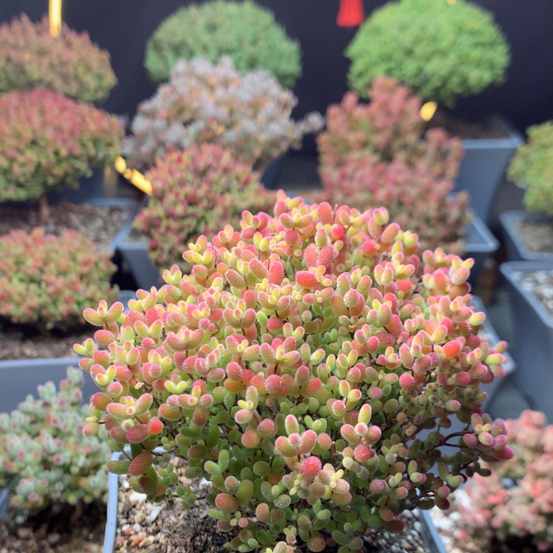 c605蜜橘糖球枝干番杏