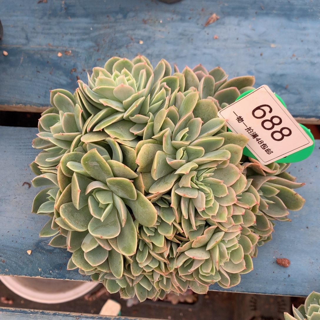 辛娜塔朵朵缀一物一拍688