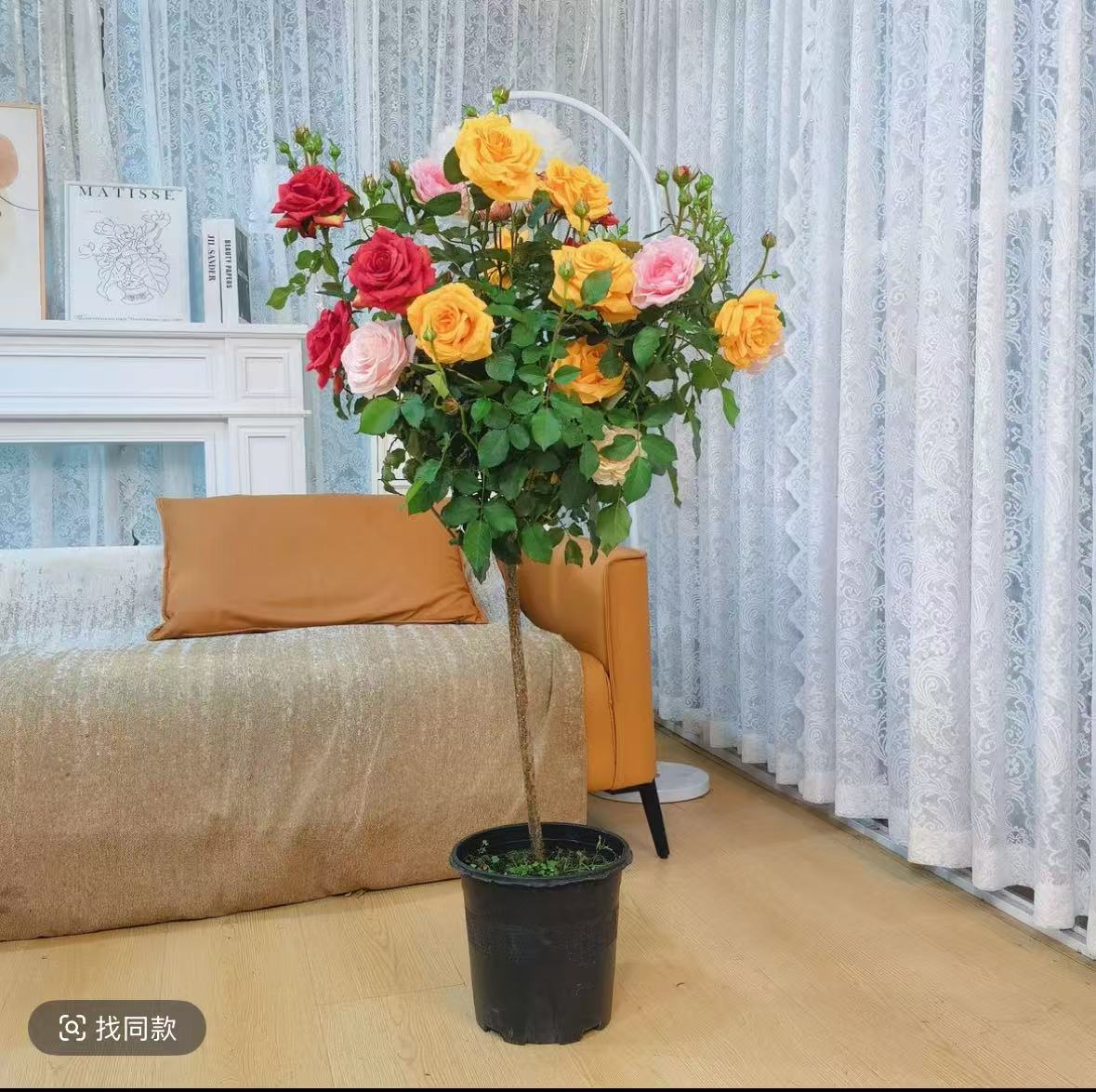 顺丰发货【加高1米1到1米3】多色月季花棒棒糖四季开花2-6色带花苞