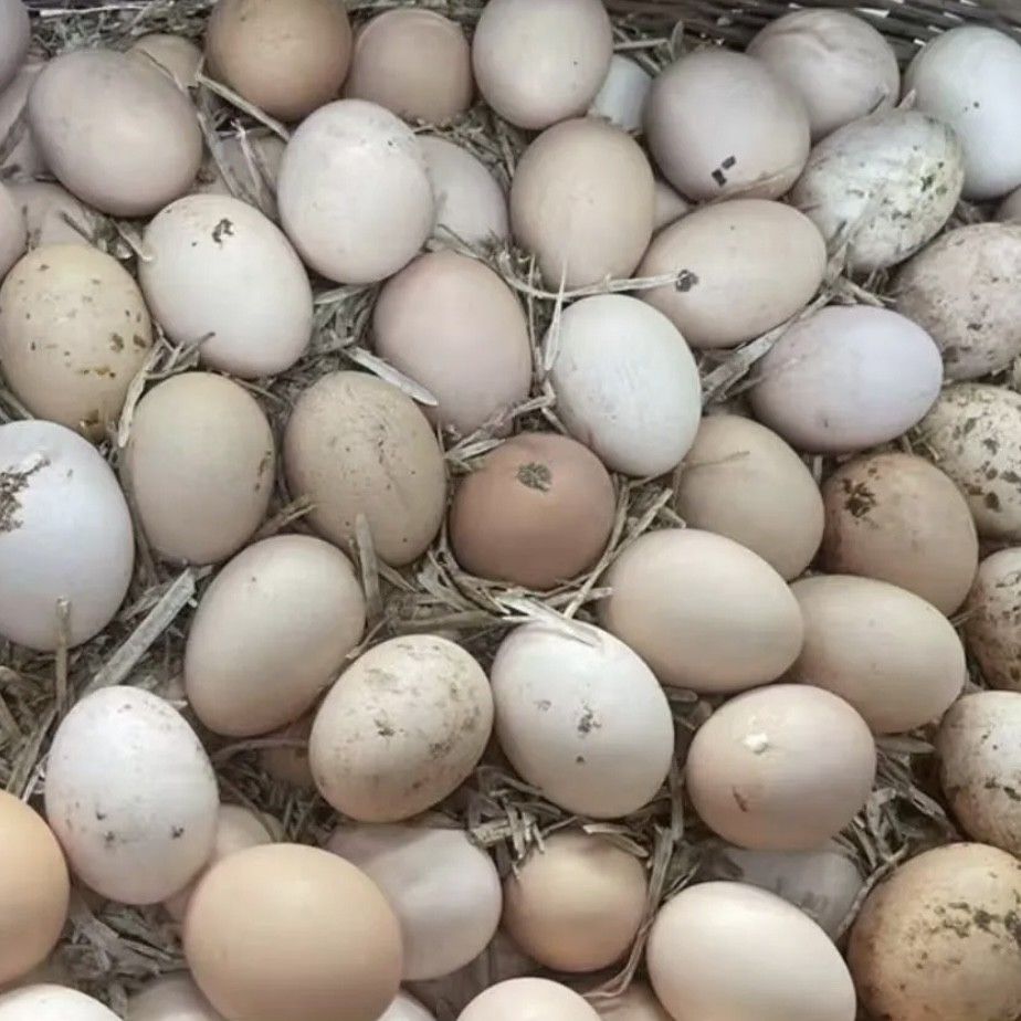 现发柴鸡蛋30枚
