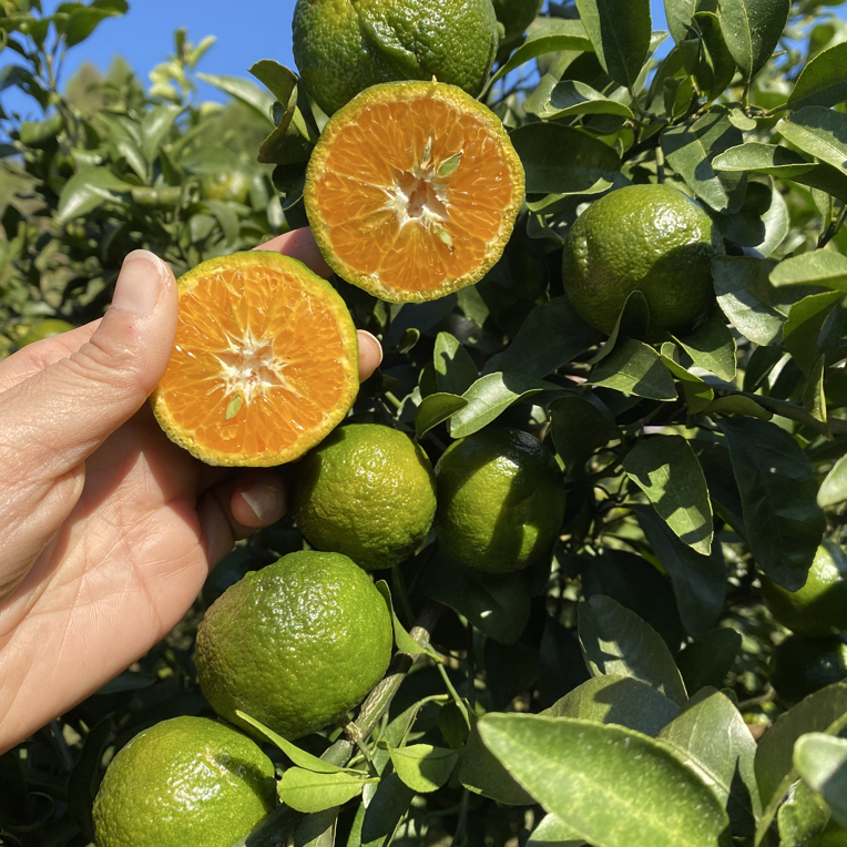 【小青柑】湖南湘西高山露天种植小青柑清甜爽口