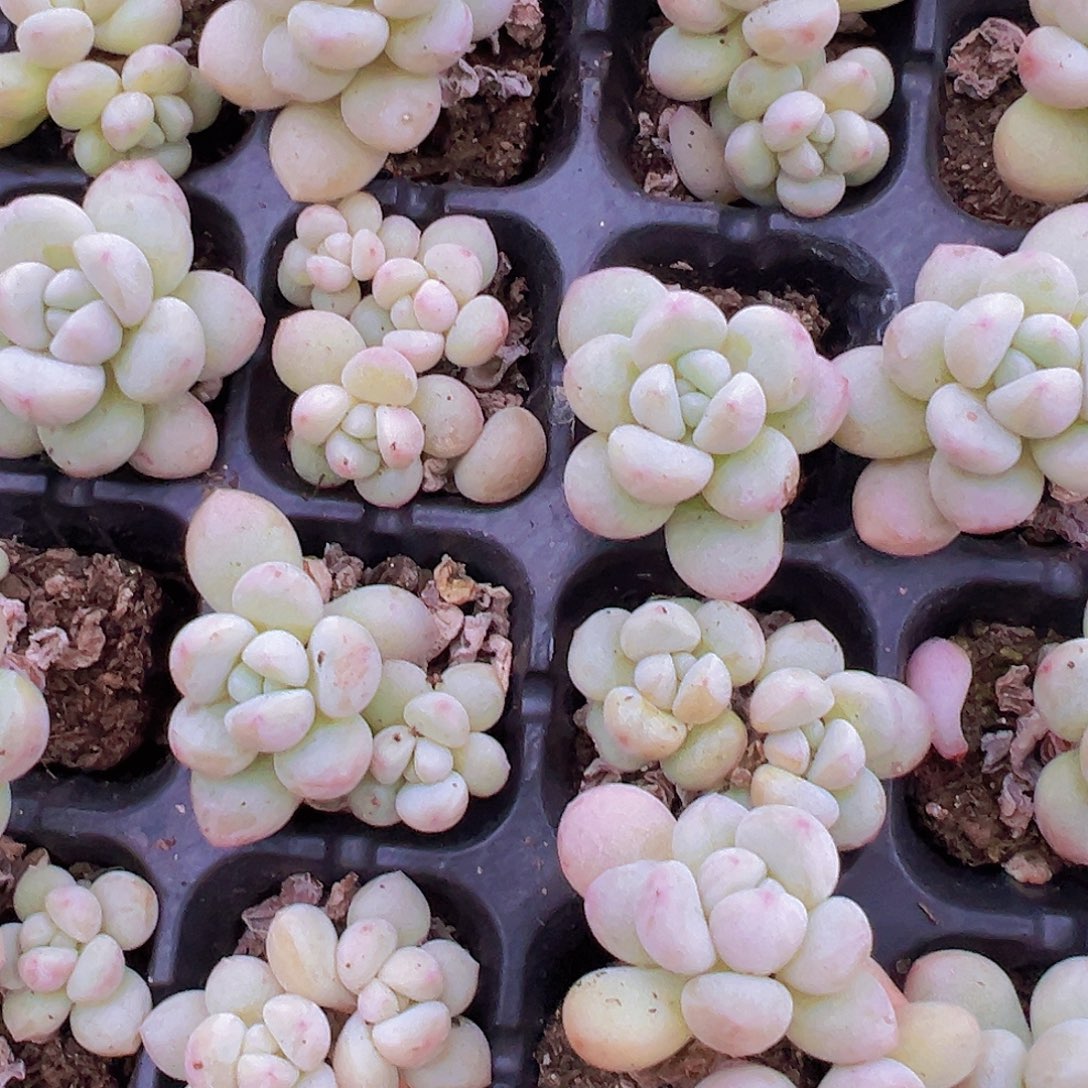 泡泡糖苗5颗多肉植物