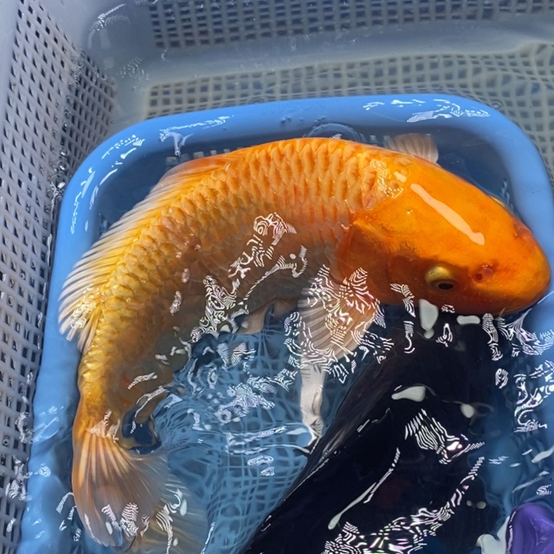 锦鲤冷水锦鲤包邮