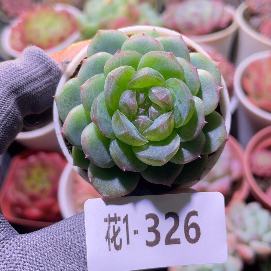 花利美1-326新品珍妮