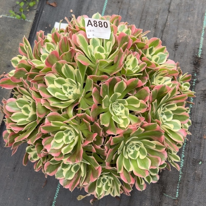 880白凤朵朵35厘米左右