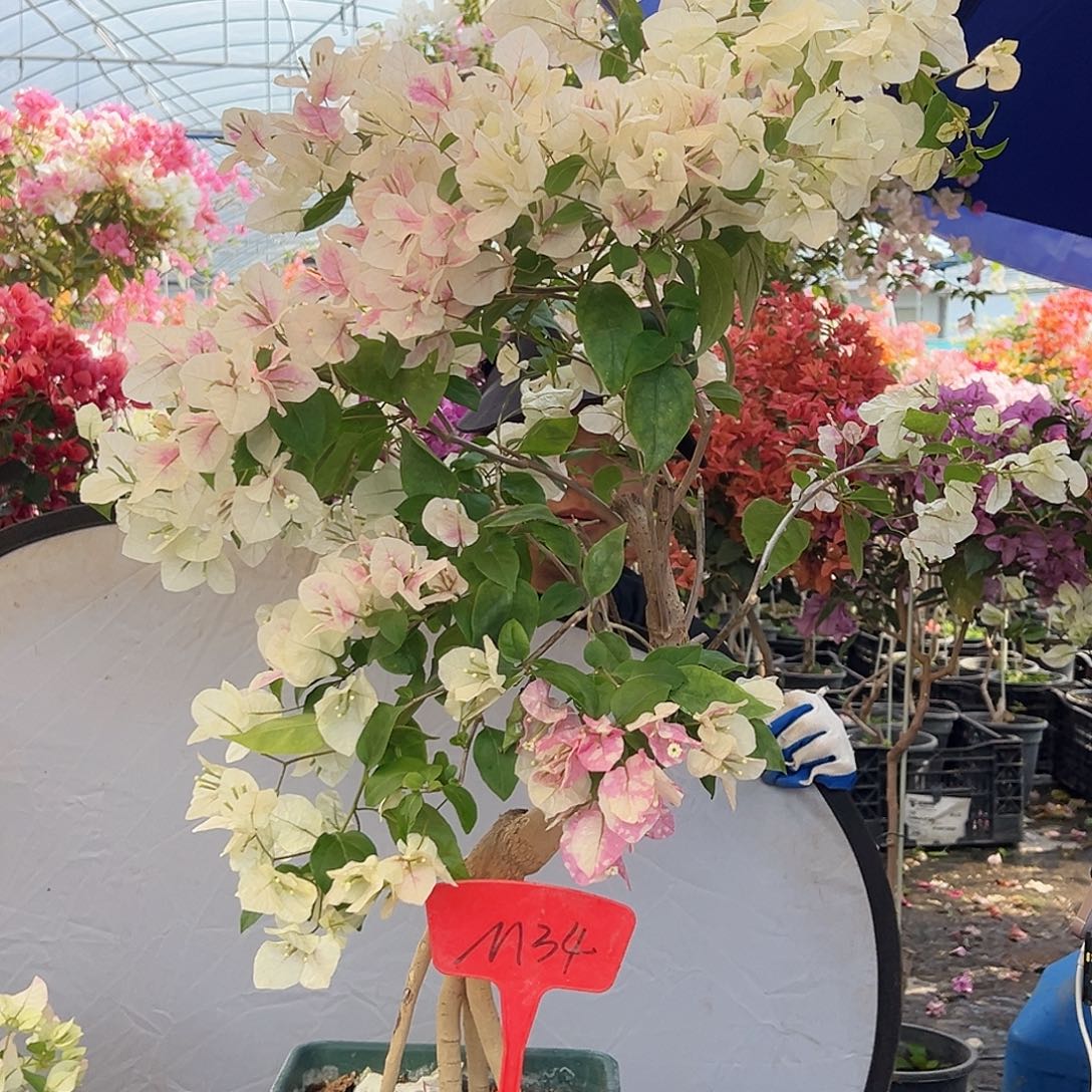 刑***师大部分花苞少量开放M34红樱