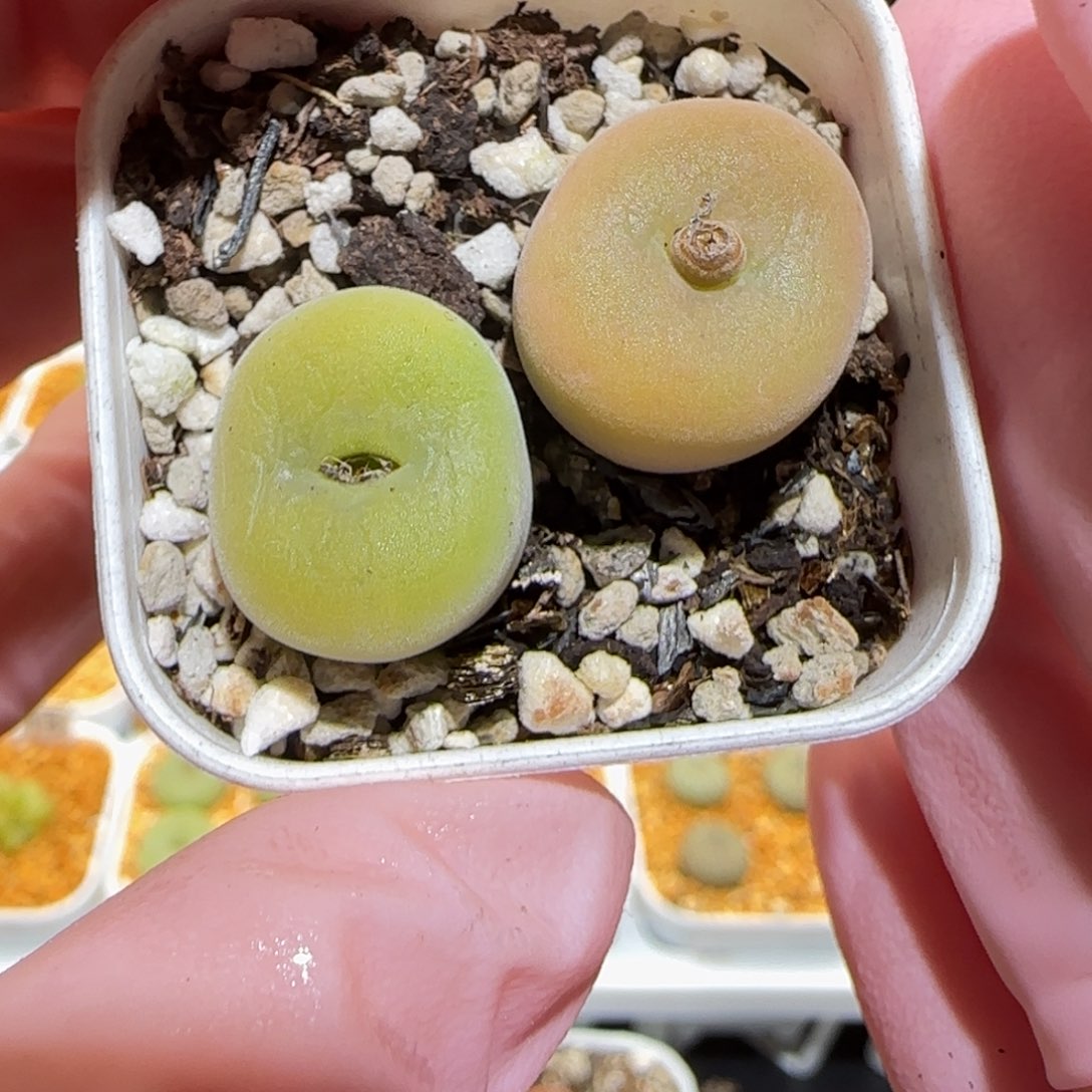 肉锥多肉植物百科-空卡佛1225