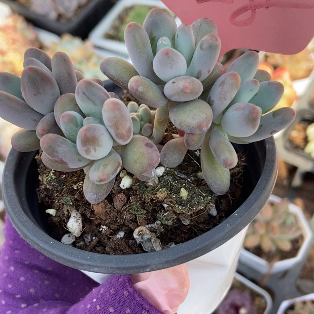 628苹果奶多肉植物保护