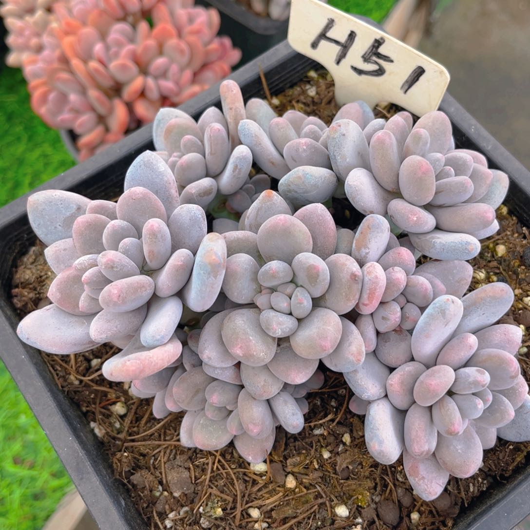 蛋黄奶88tu tu tu tu t