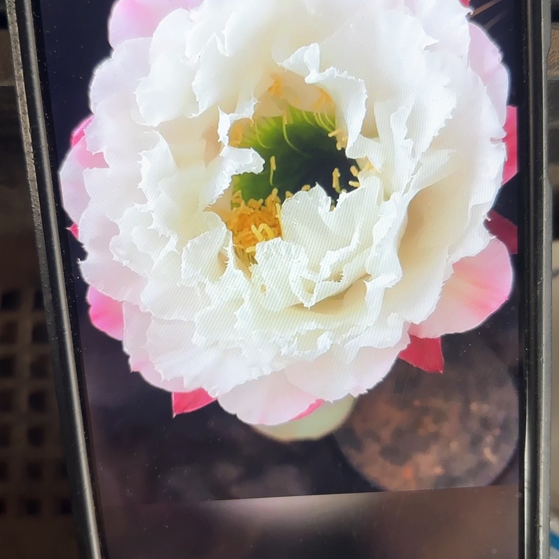 白牡丹毛侧牙仙人球20包邮14