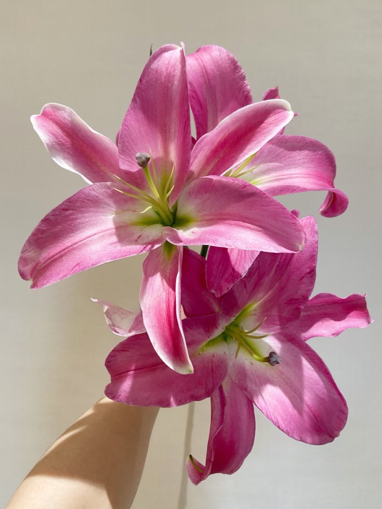 【竞争百合】淡香 东北百合 东北基地发货 凌源百合鲜切花粉百合