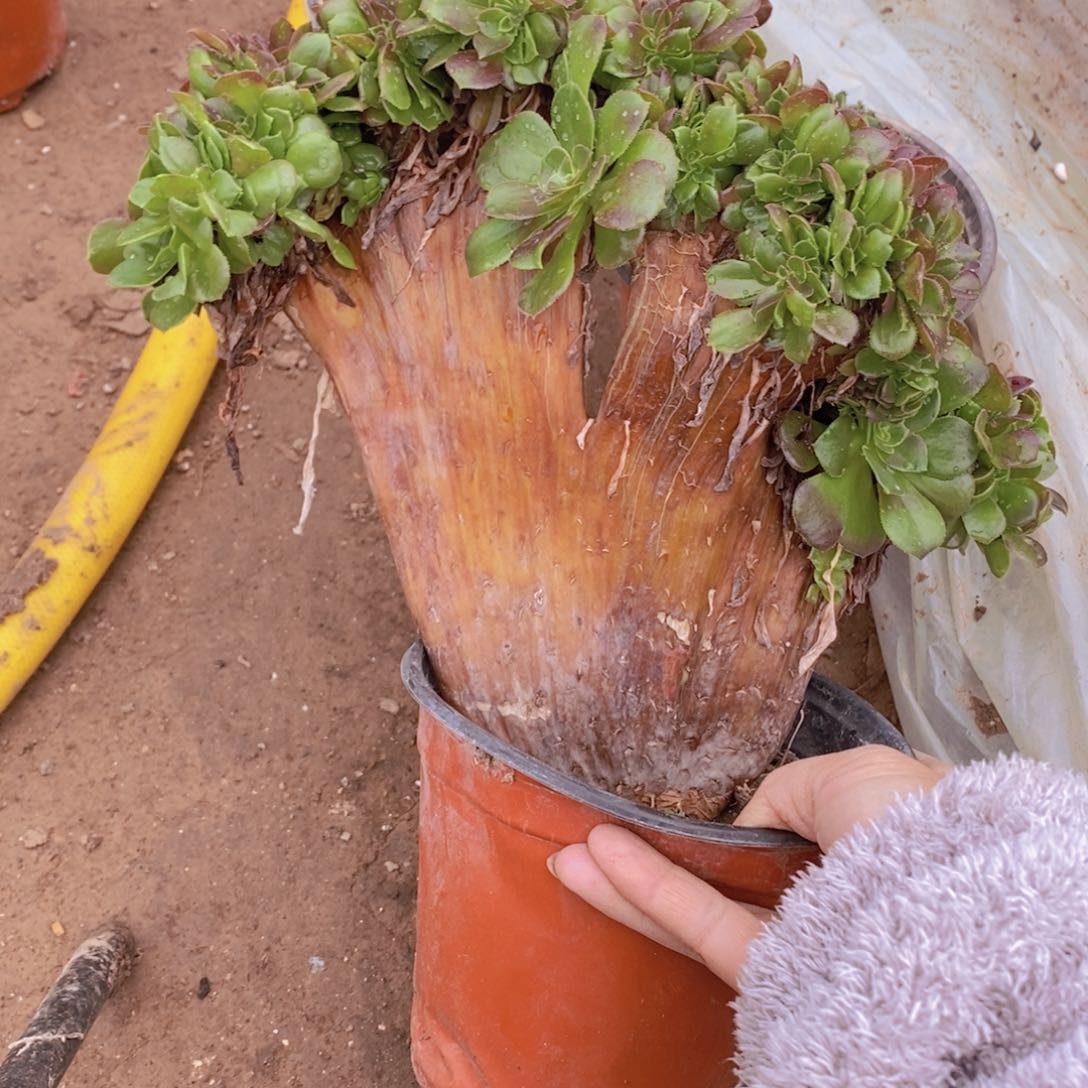 1649 号一物一拍多肉植物