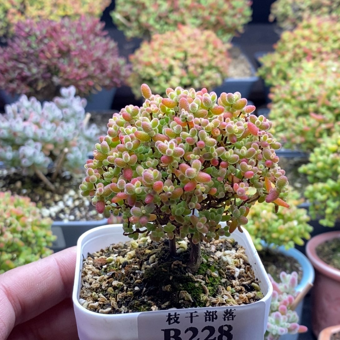 哒***⑥蜜橘糖球228。        