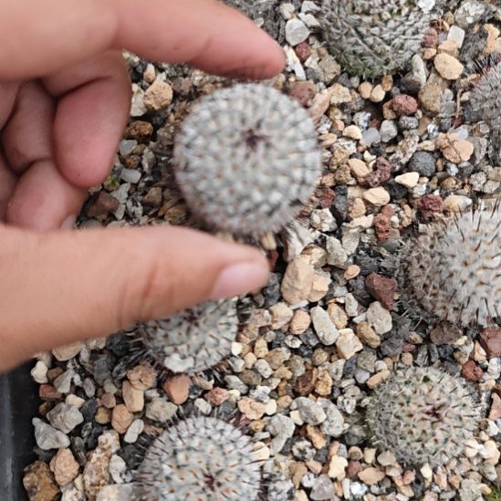 喔***哟直刺佩雷，实生侧芽自根