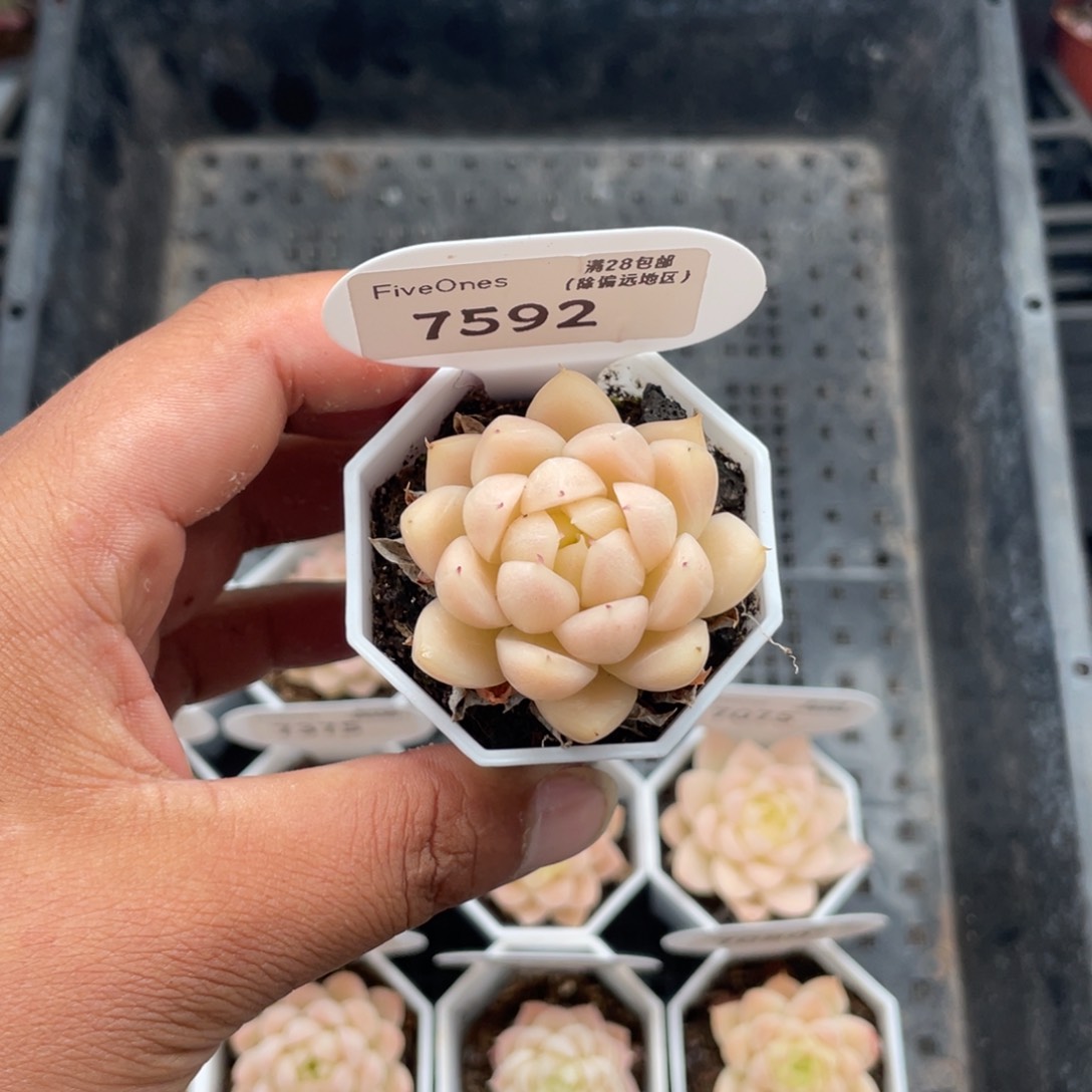 7592 麦秆3.5厘米