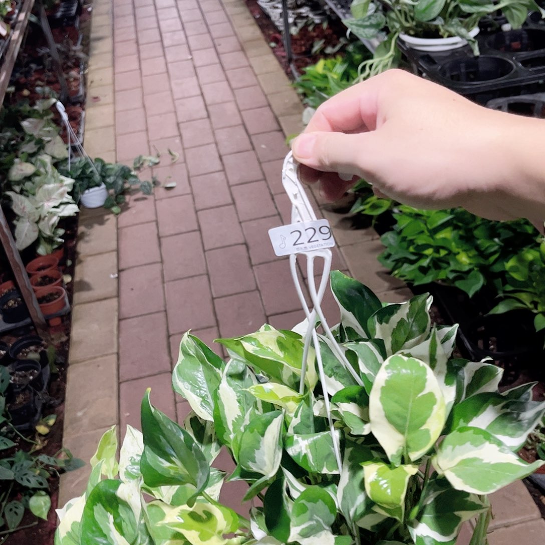 完全开放229白金葛