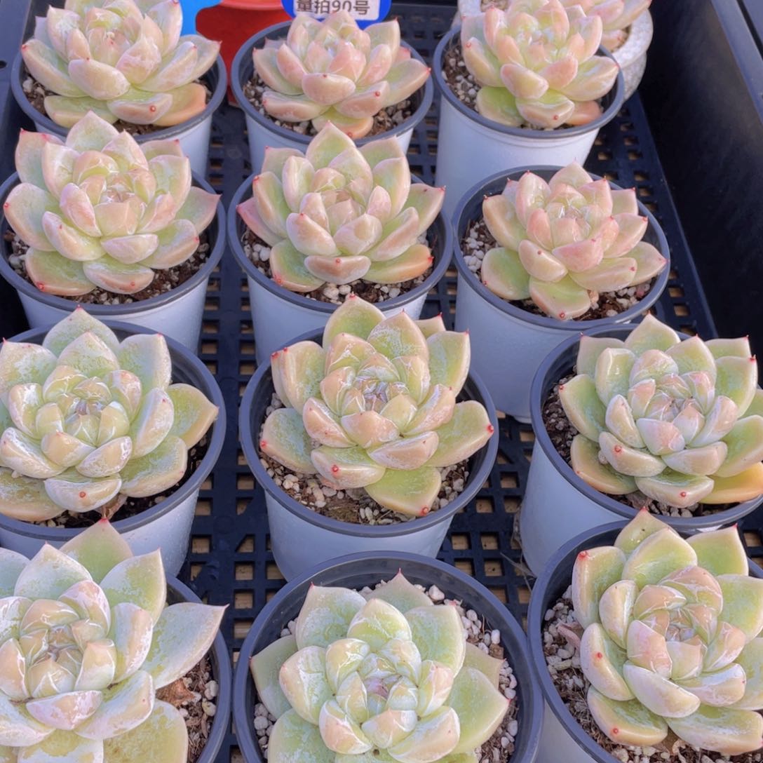 量拍90号 白泽母本大单头一个